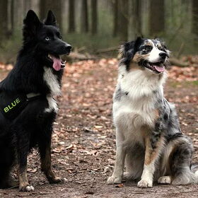 Blue en Chicka