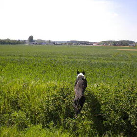 Hondenfoto van Icci & Tayka 