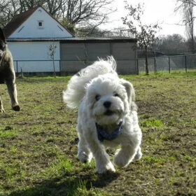 Dempsey speelt met Hachi op de hondenweide
