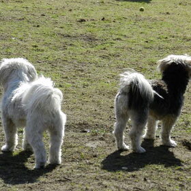 Hondenfoto van Melissa, Dempsey, Taiko, Minos & *Nina*