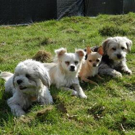 Dempsey, Romi, Roula en Taiko