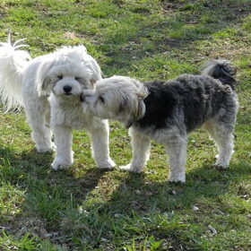 Hondenfoto van Melissa, Dempsey, Taiko, Minos & *Nina*