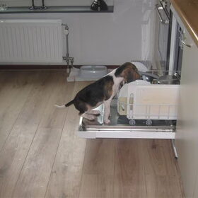 Bailey als pup in de vaatwasser! Helaas hebben wij er nu geen…