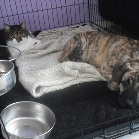 Poes & rox zijn goeie vriendjes, ze delen bijna alles, gelukkig…