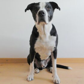 Wat heeft hij toch een lieve droopy blik. : - )
