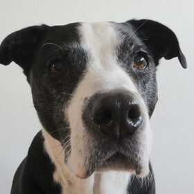 Lieve Spike met zijn grijze snuit.