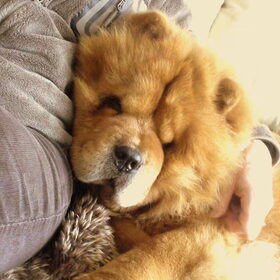 mijn grote teddy