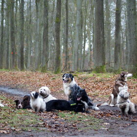 HP Wandeling Zwolse Bos