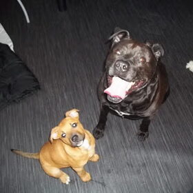 ONZE HONDEN KIBA EN DANGER