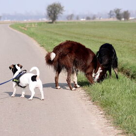 Mylo, Shasta & Blue