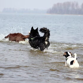 Shasta, Blue & Mylo