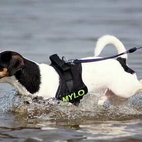 Mylo