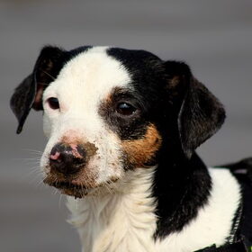 Mylo