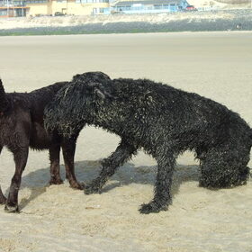 met vriend bouvier Andor