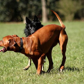 Blue & Jody