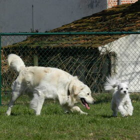 Dempsey speelt met Max op de hondenweide