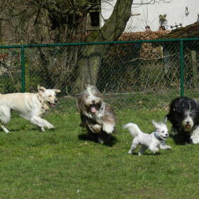 Dempsey speelt het liefst met grote honden op de hondenweide :D