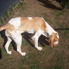het gras was toch ooit groen of niet?