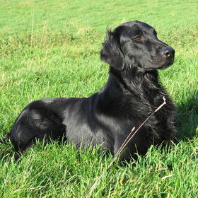 Onze trotse macho Hutch in Slenaken