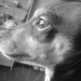 Rocky kijkt lekker naar buiten :) 6 maanden oud