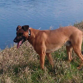 Hondenfoto van Vrouwtje van Denzel en Diva (R.I.P. Dixie)