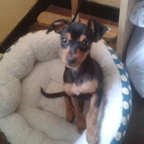 Rocky 4 maanden oud..