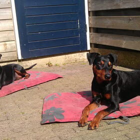 Hondenfoto van Veronique, Hugo, Jay-Dee & Mandy