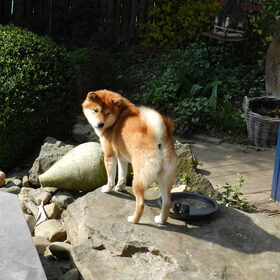 Hondenfoto van Joni, Kenshi en Kodi.