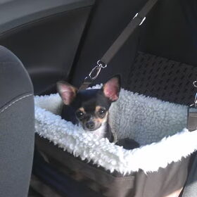 Mee in de auto