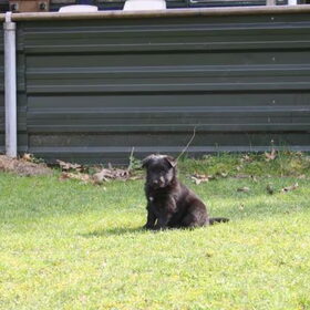 Puppies voor het eerst buiten