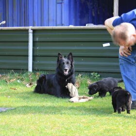 Fokker met mama en pups