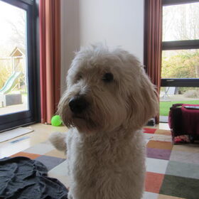 Hondenfoto van Dewi & de doodles