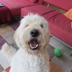 Hondenfoto van Dewi & de doodles