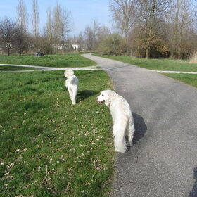 Hondenfoto van Dewi & de doodles