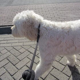 Hondenfoto van Dewi & de doodles