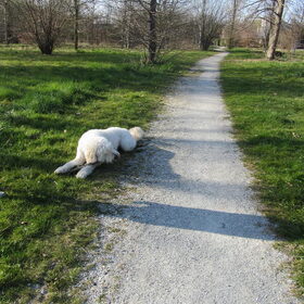 Hondenfoto van Dewi & de doodles