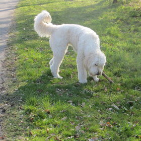 Hondenfoto van Dewi & de doodles