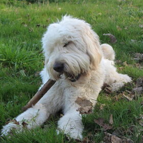 Hondenfoto van Dewi & de doodles
