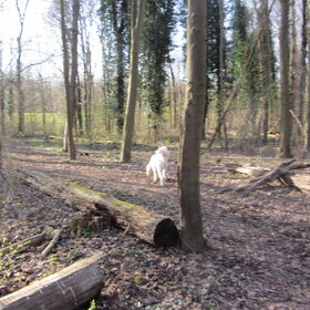 Hondenfoto van Dewi & de doodles