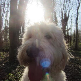 Hondenfoto van Dewi & de doodles