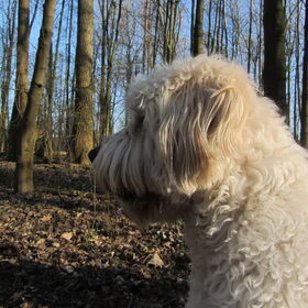 Hondenfoto van Dewi & de doodles