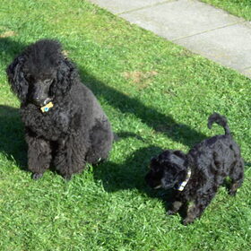 hey zie ons, woopy en faith