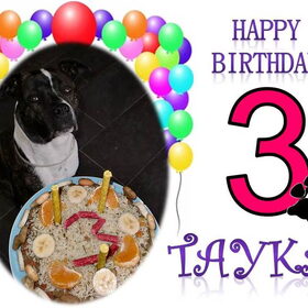 Vandaag is onze trouwe viervoeter 3 jaartjes geworden! Een dikke…