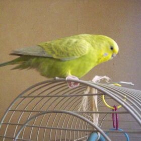 nibbit op de kooi