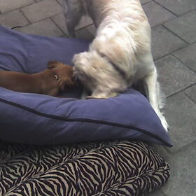 spelen met "oom" Yori (= de Golden Retreiver van oma en opa)