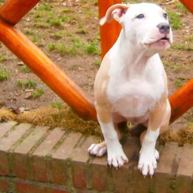 mis monroe am bully 14wk