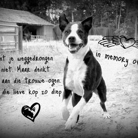 in memory of spike voor anita