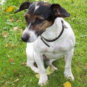 Onze jack Mymy