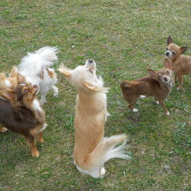 Hondenfoto van chihuahua's