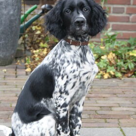 sinds oktober heb ik een puppie erbij, en ze groeit enorm, ze is…